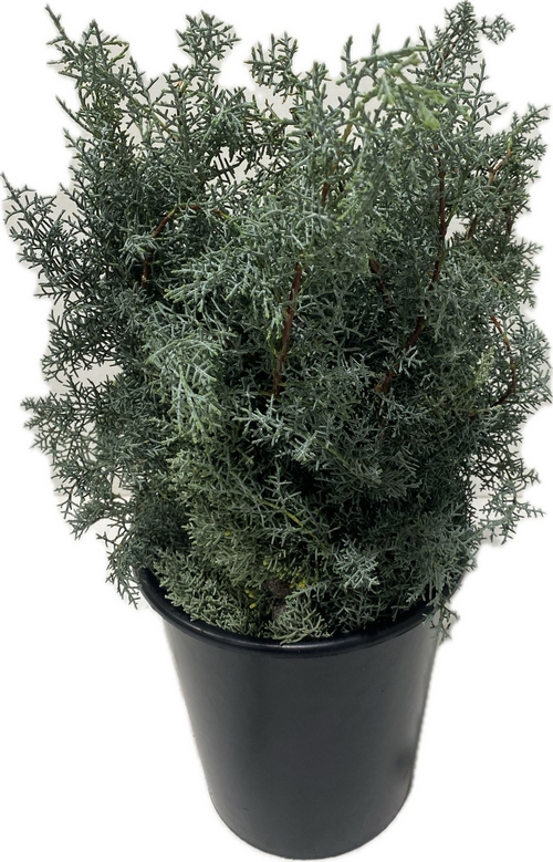 CYPRESS CYPRESS