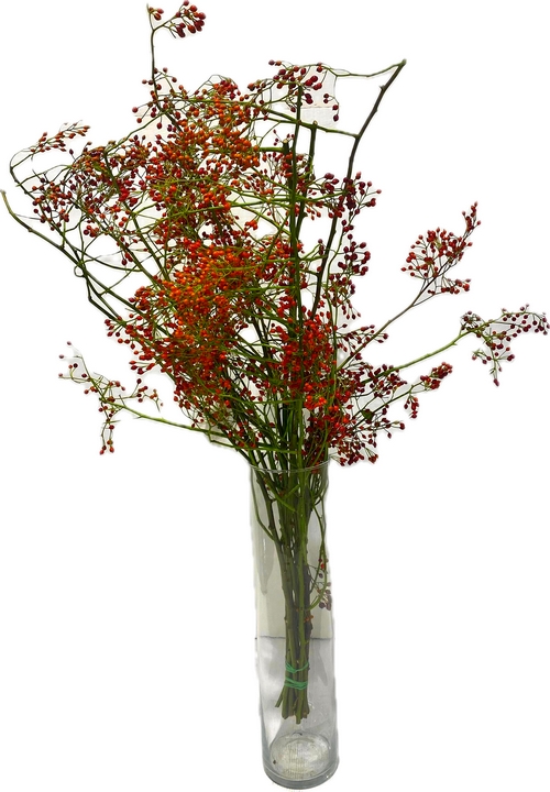 CORALLO ROSSO CM 100