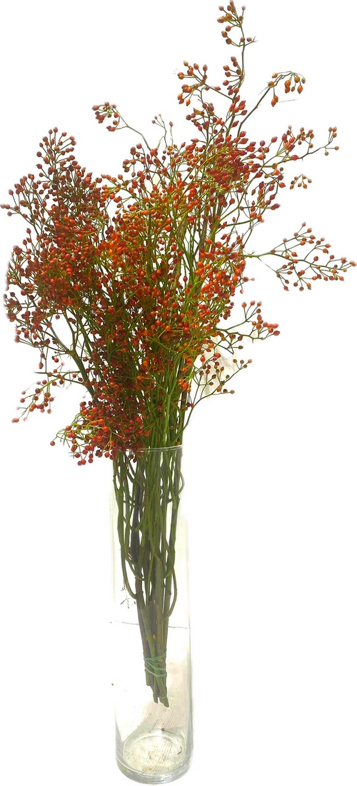 CORALLO ROSSO CM 80