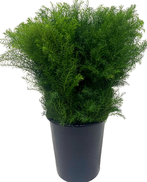 CRYPTOMERIA CRYPTOMERIA