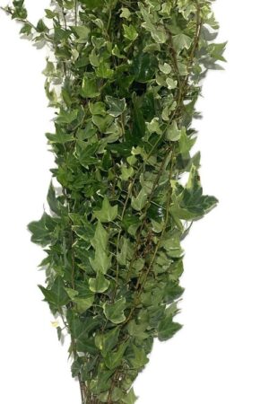 HEDERA ERECTA  BICOLOR