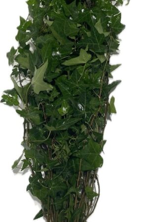 HEDERA ERECTA GREEN
