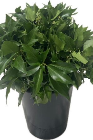 IVY LEAF