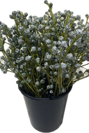 EUCA GLOBULUS NO LEAVES
