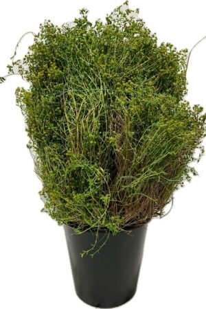 EUFORBIA SPINOSA COLTIVATA CORTA