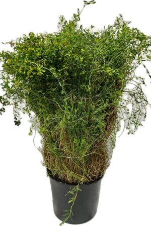 EUFORBIA SPINOSA COLTIVATA LUNGA