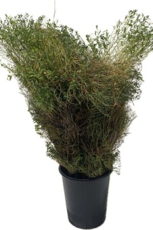 EUFORBIA SPINOSA LONG