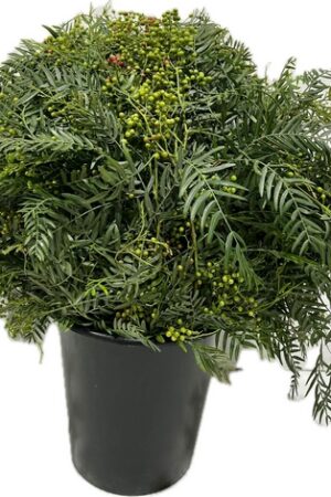 FALSE PEPPER GREEN BERRY