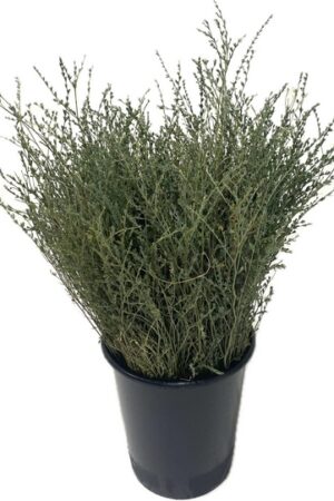 WILD THYME SHORT