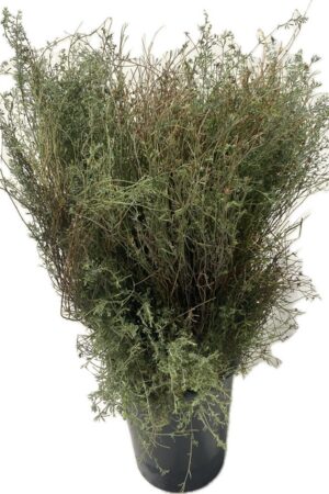 WILD THYME LONG