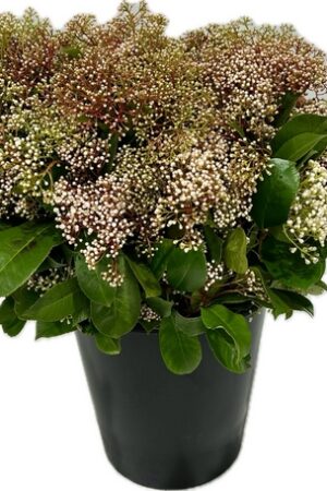 PHOTINIA RED ROBIN FLEUR