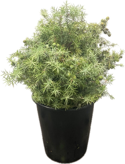 JUNIPER JUNIPER