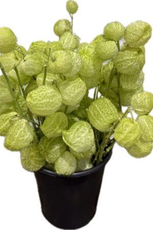 GONFOCARPUS SENZA FOGLIA