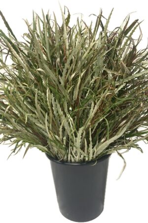 GREVILEA