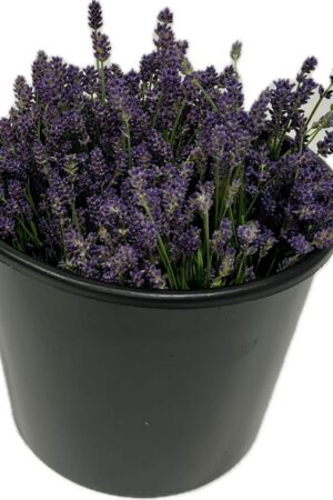 LAVANDA HIDECOTE