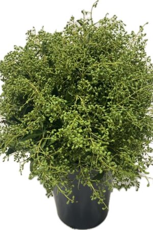 LIGUSTRO BERRY GREEN