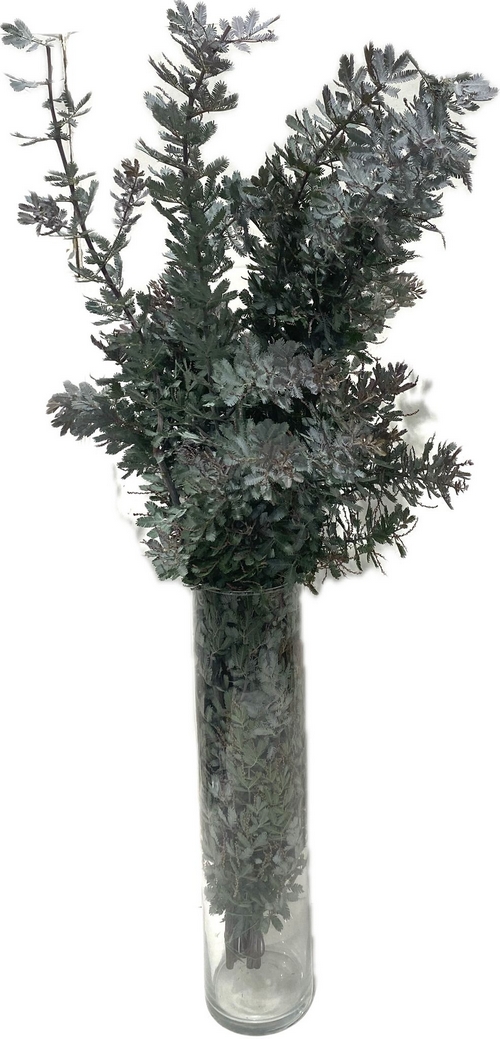 MIM. BALEYANA VERT CM 100