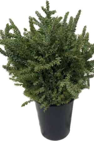 MIMOSA SANT'HELENE UNRIPE