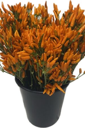MINI-PAPRIKA ORANGE