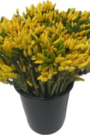 MINI-PAPRIKA YELLOW