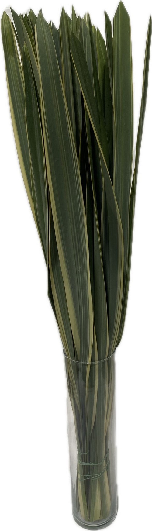 PHORMIUM TENAX CM 120