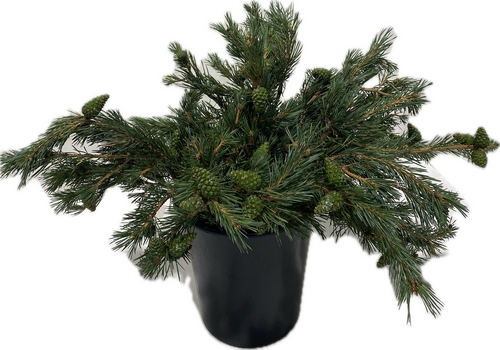 MUGO PINE MUGO PINE