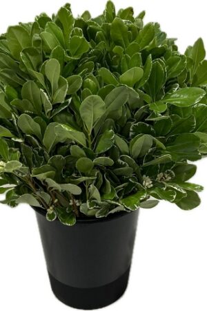 PITOSFORO TOBIRA VARIEGATO