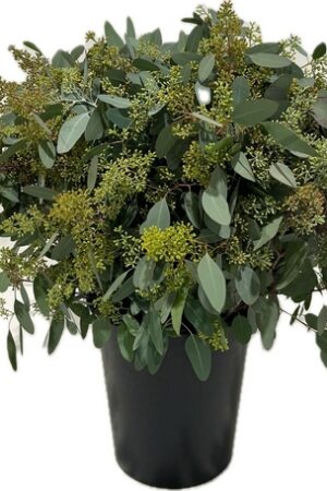 POPULUS GRANITO BERRY