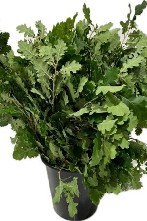 QUERCIA
