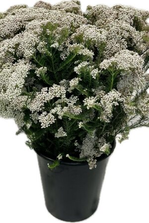RICE FLOWER BLANC