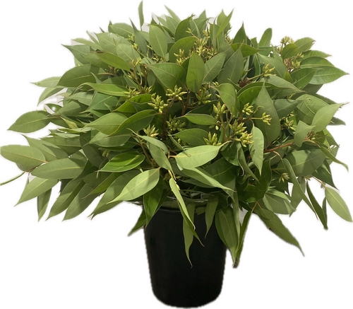 ROBUSTA