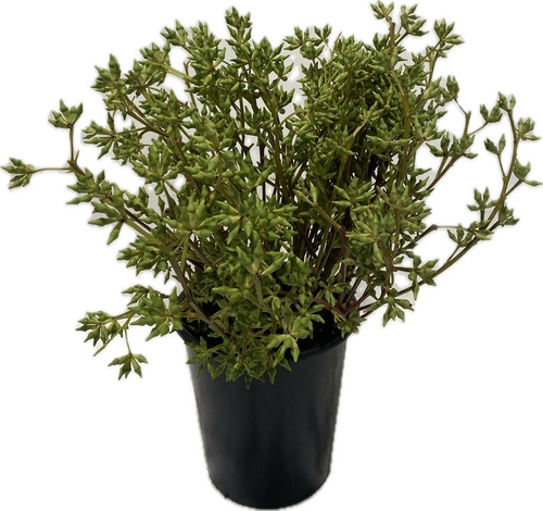 ROBUSTA WITHOUT LEAVES ROBUSTA WITHOUT LEAVES