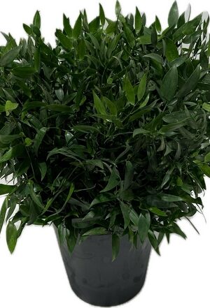 RUSCUS CORTO