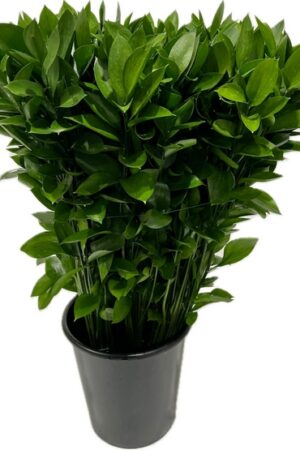RUSKUS GARDEN MITTEL STIEL