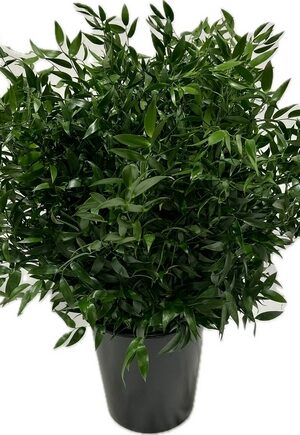 RUSCUS MEDIO