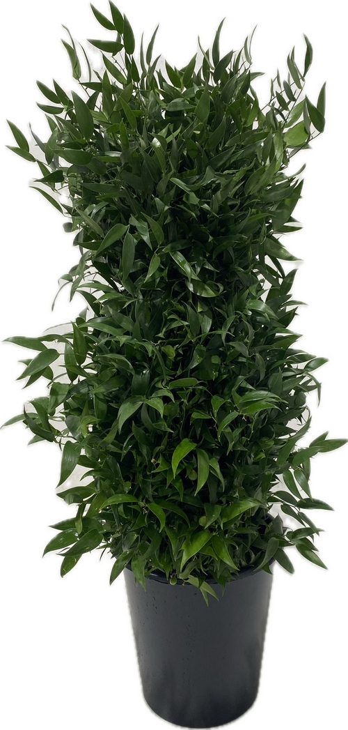 RUSCUS MOYEN 5 TIGES