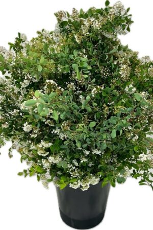 SPIREA