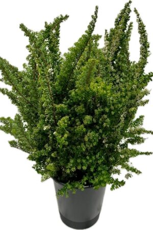 SPIREA JAPONICA