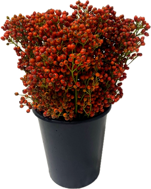 STARBERRY