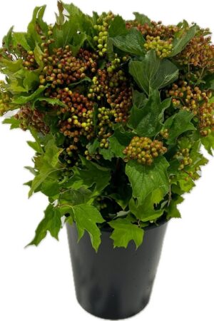 VIBURNUM COMPACT BERRY