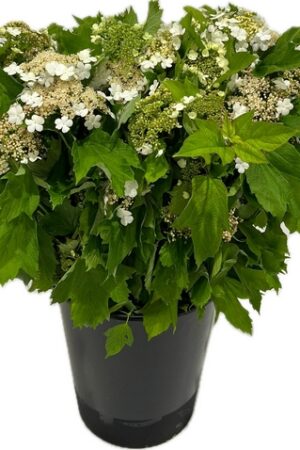 VIBURNO COMPATTO FLEUR