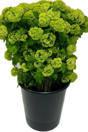 VIBURNO OPULUS CM 70