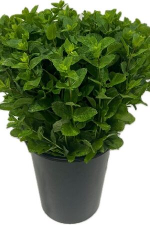 menta