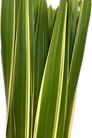 PHORMIUM TENAX CM 120