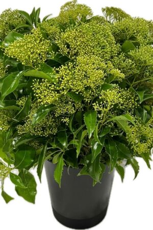 PITOSFORO ROMBIFOGLIA FLEUR