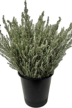 rice flower Silver Jubilee