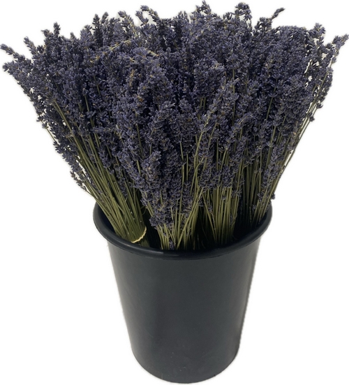 LAVENDER DRY LAVENDER DRY
