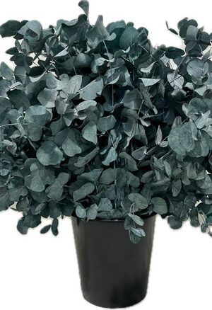 CINEREA STABILIZED GREEN