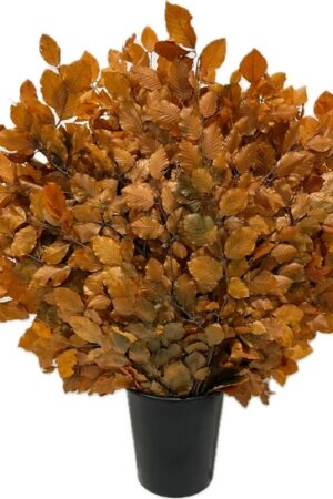BEECH STABILIZED ORANGE