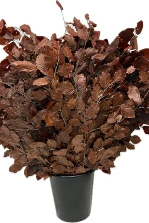 BEECH STABILIZED BURGUNDY